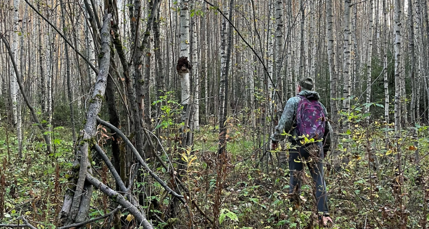 10 смертельных опасностей в наших лесах, о которых не каждый грибник знает - а зря