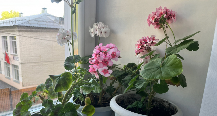 Этот популярный домашний цветок приносит в дом несчастье и беды: куда в квартире нельзя ставить герань