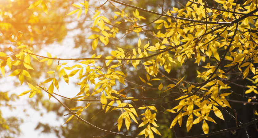 Тамбовчан ждут солнечные выходные: синоптики обещают до +21 градуса