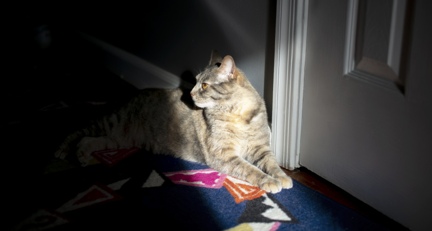 Охраняют ваш сон? Чем на самом деле заняты кошки, пока вы спите