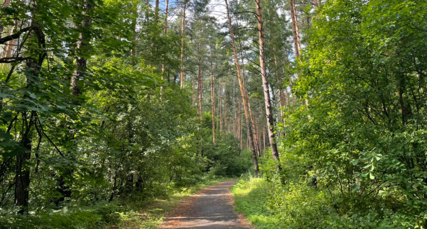 Тамбовчанам разрешили самим заготавливать лес для строительства домов