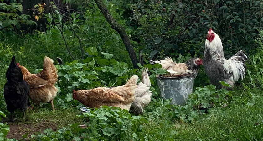 Добавил этот продукт в рацион несушек, и куры перестали клевать яйца: 100% лечение