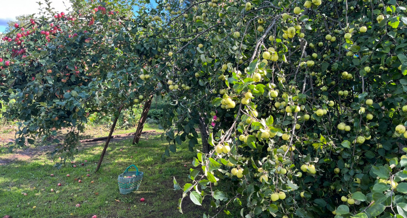 2 ведра под яблони в сентябре: и урожай на будущий год заставит соседей краснеть от зависти - главное не опоздать