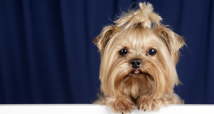 Эти 5 пород собак ветеринар видит чаще, чем своих родных - зооврач не стал молчать