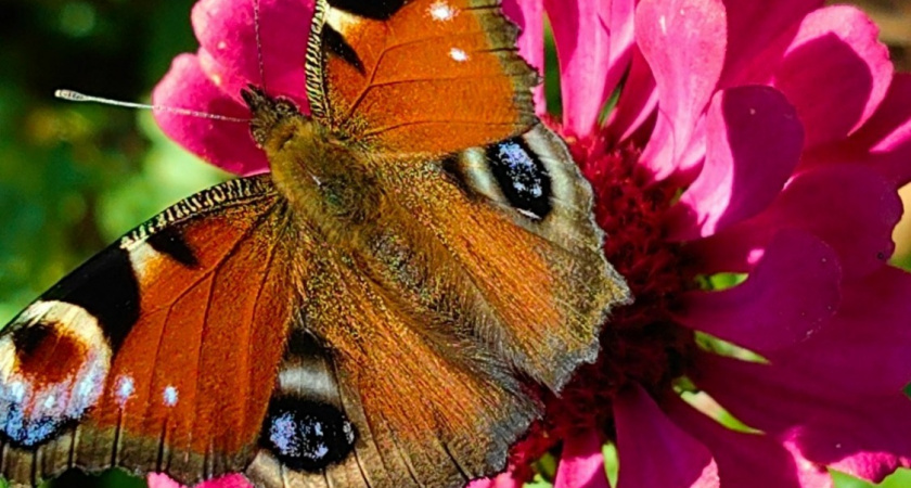 В Мучкапском округе зафиксировано нашествие бабочек