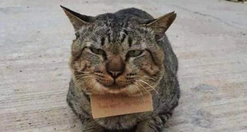 Пропавший кот вернулся домой с привязанной запиской. Радость хозяина была недолгой —  вот что было в послании