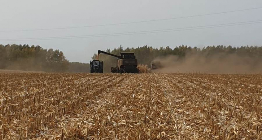 В Тамбовской области стартовала уборка урожая кукурузы