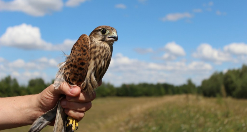 Тамбовские НКО получили гранты Президентского фонда природы на проекты по сохранению редких птиц