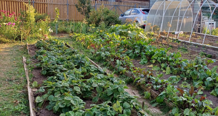 Ни одной вредной козявки на клубнике в следующем году не будет: в сентябре раскидайте по грядке "ядрёную" смесь