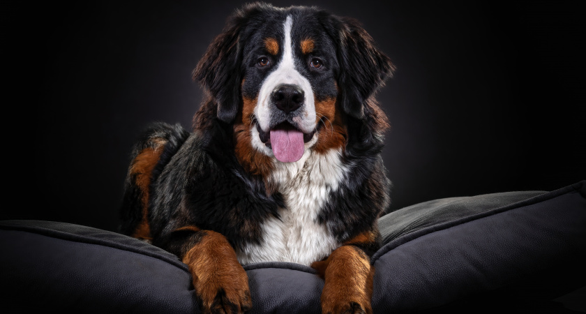 Если ненавидите шум и лай: 5 пород собак для тех, кто мечтает о питомце, но любит тишину