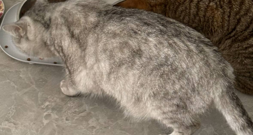 Лишний вес ни при чем: почему даже у стройных котов висит мешок на животе