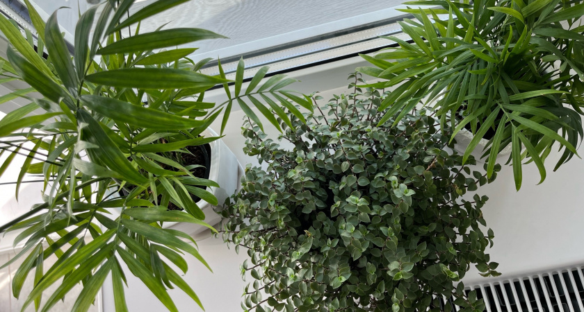 Жалею, что не делал так раньше: 7 заповедей цветовода, которые спасут сотни растений - и сэкономят кучу денег 