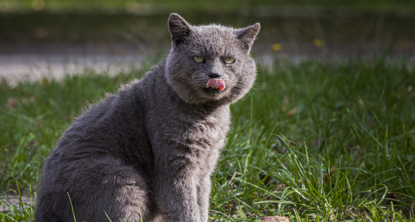 Похожи на оборотней, волков и пантер: 8 самых необычных в мире пород кошек