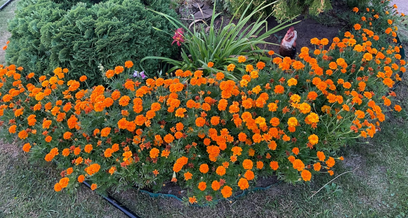 Сеем бархатцы под зиму в приствольные круги садовых деревьев по этой схеме — красота и защита в одном флаконе