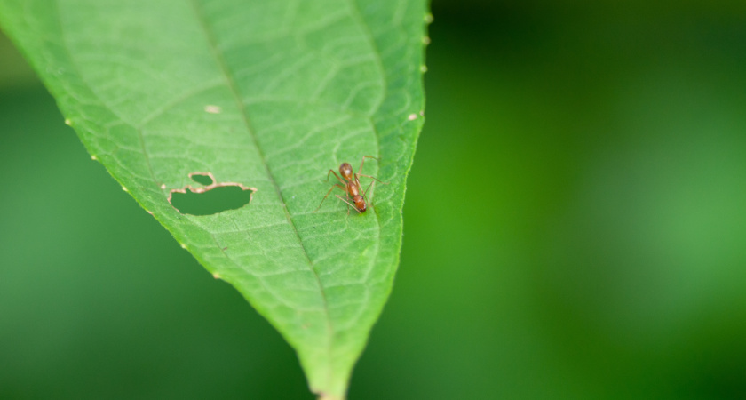 Осенью делаю только одно, чтобы на следующий год не было тли: с яблонь и роз сбегает как ошпаренная