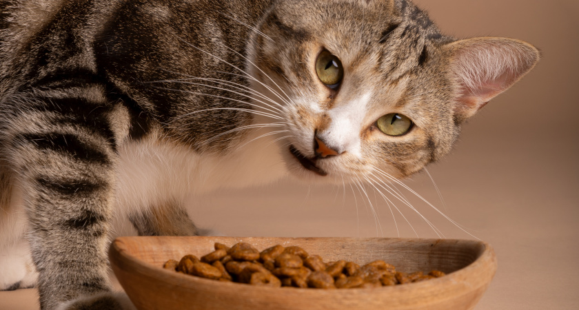 Почему кошка не ест сухой корм: причин сразу несколько