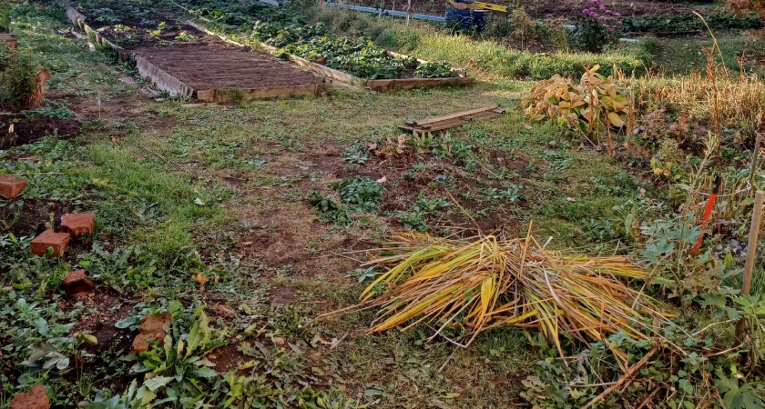 Сыплю осенью соду на грядки: копеечный способ улучшить почву - без навоза и дорогих удобрений