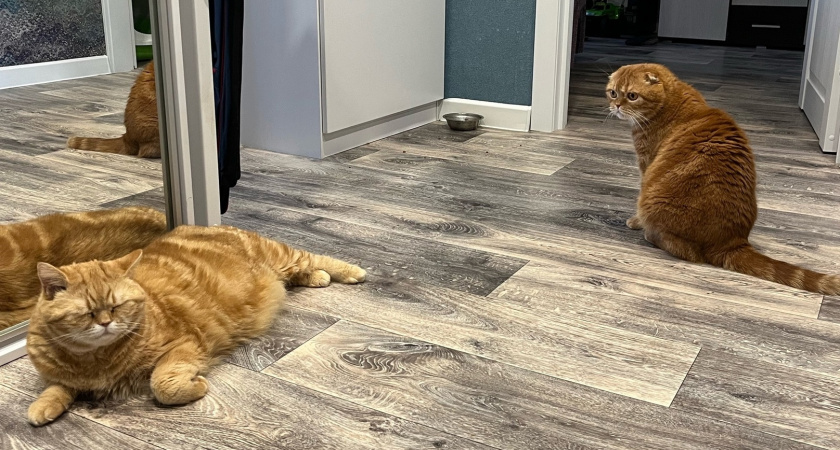 Сколько раз в день правильно кормить кошку: важно знать каждому владельцу