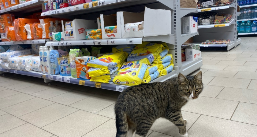 «Филиал ада»: россиянка сбежала из «Пятерочки» через 3 месяца - хуже условий нет