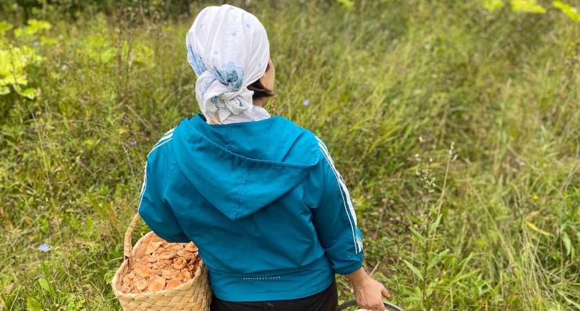 Вместо грибов найдете проблемы: каких мест в лесу лучше избегать - совет спасателей