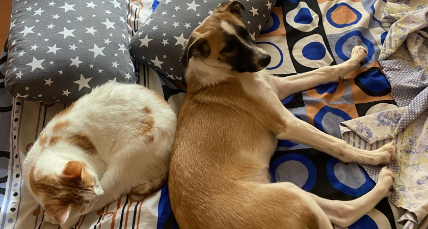 Кошки или собаки: кто умнее? Ученые дали неожиданный ответ