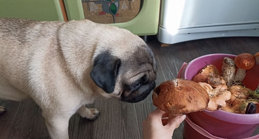 Не грызут вещи и не воняют псиной: опытные заводчики назвали 5 самых "аккуратных" пород собак - идеальны для квартиры