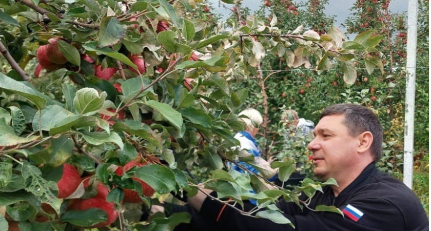 Губернатор Евгений Первышов вышел на уборку яблок