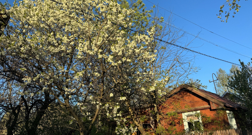 Эти деревья нельзя сажать возле дома: превратят участок в пустырь, сгубят другие растения и разрушат фундамент
