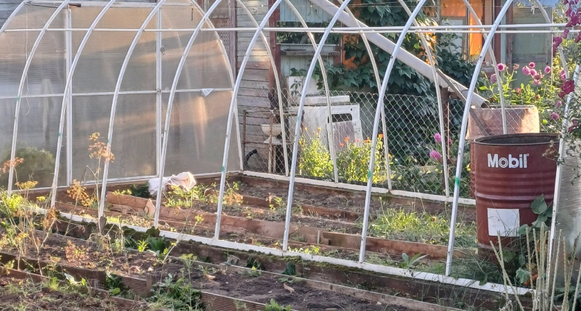 Осенью сыплю на грядки в теплице один стакан этого «порошка» — за зиму почва сама себя оздоравливает