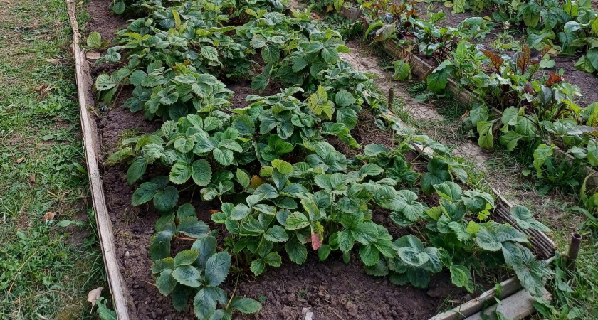 Готовлю клубнику к зиме по методу сибирского агронома: летом ягоды собираю килограммами - и без подкормок 