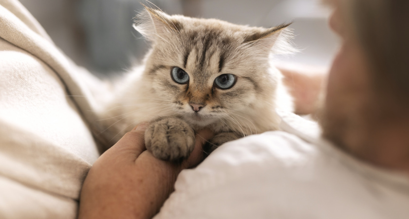 Ученые выяснили, зачем кошка трогает человека лапой: что она хочет этим "сказать"