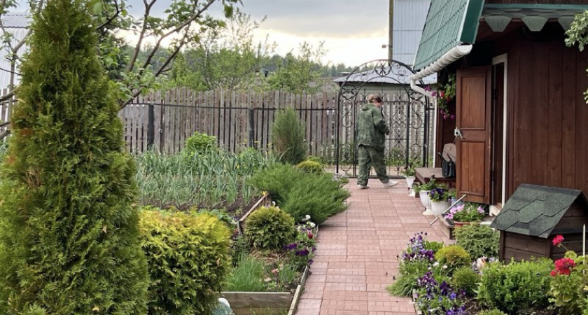 Это дерево «выпьет» выгребную яму за три глотка: посадил на дачном участке - и забыл про откачку навсегда