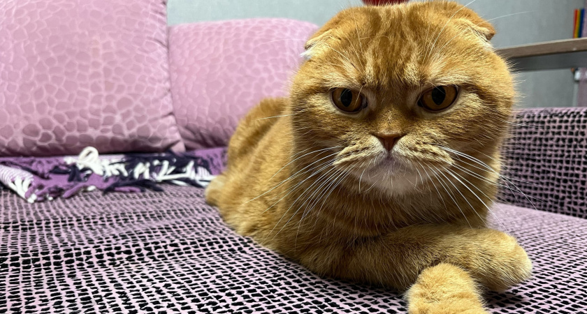 Гениальное средство от запаха кошачьей мочи: жаль, что узнала уже после того, как вывезли диван на свалку