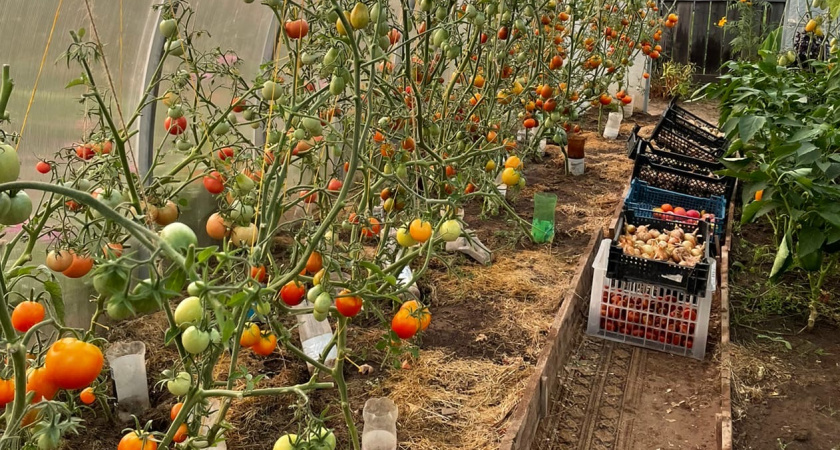 Не выкидывайте гнилые помидоры: это не отходы, а ценный ресурс - чем больше гнили, тем лучше