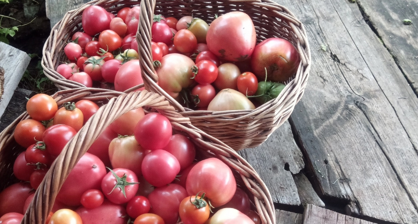 Не кладу помидоры в холодильник: свекровь научила, как сохранить томаты свежими до Нового года - делюсь хитростью