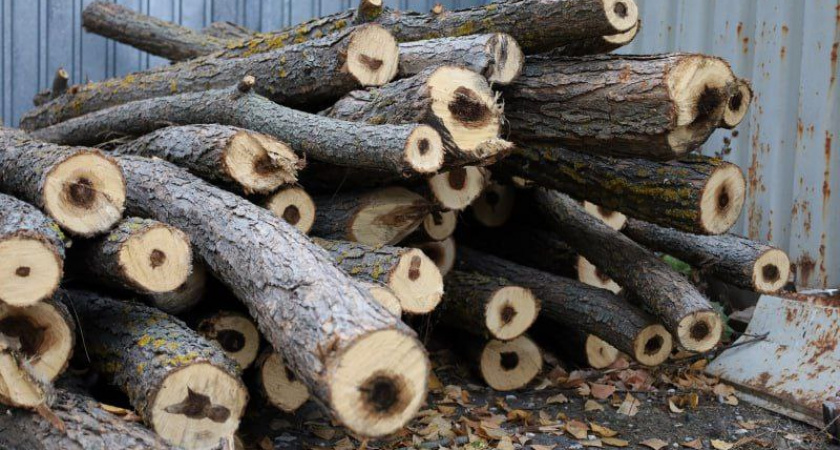 В Рассказовском районе задержан нелегальный дровосек