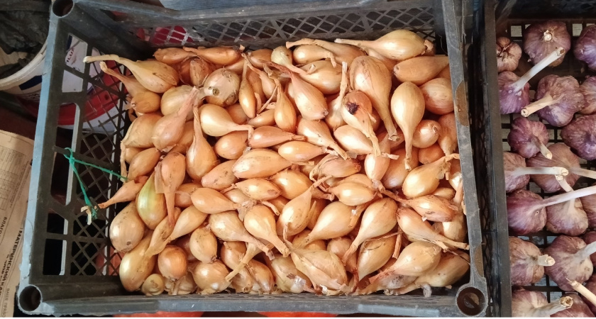 7 лет сажаю озимый лук по "модной" схеме — в стрелку не уходит, не гниет, и урожай в 2 раза больше