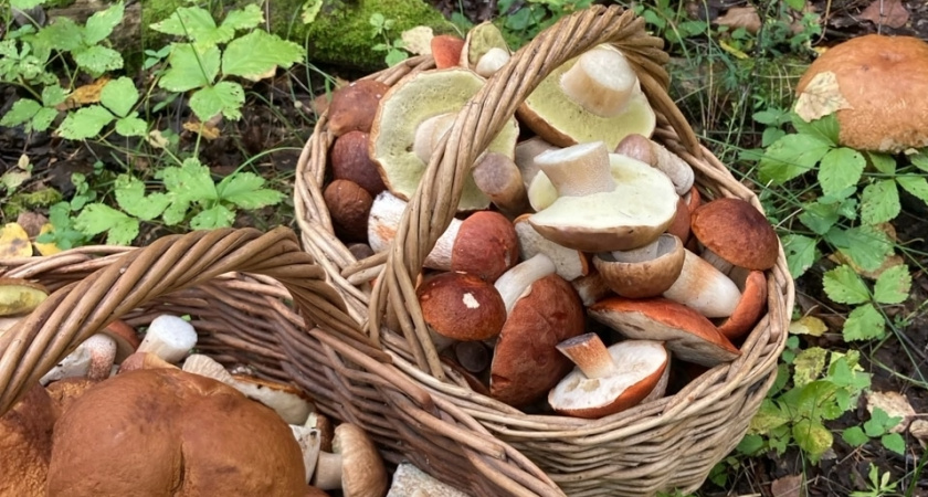 4 гриба, которые можно есть сырыми: нарезал, посолил - через пару часов шикарная закуска готова