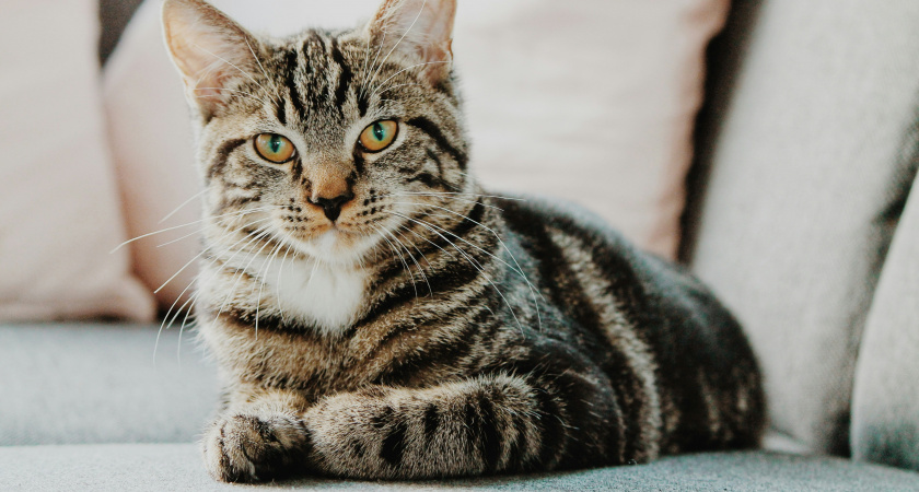 Кот топчет вас лапами и мурчит? Не спешите радоваться — названа причина, и это вовсе не любовь, а тревожный звонок