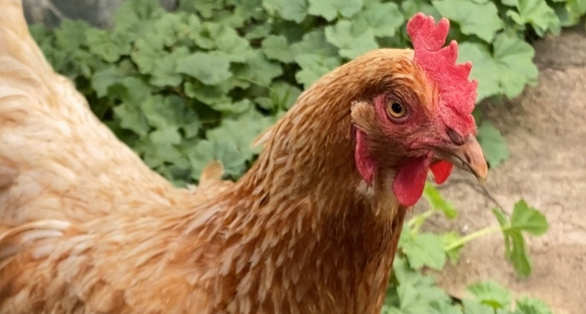 Паразиты с кур убегут "сверкая пятками": закидываем 3 травки в курятник — и несушки перестают лысеть