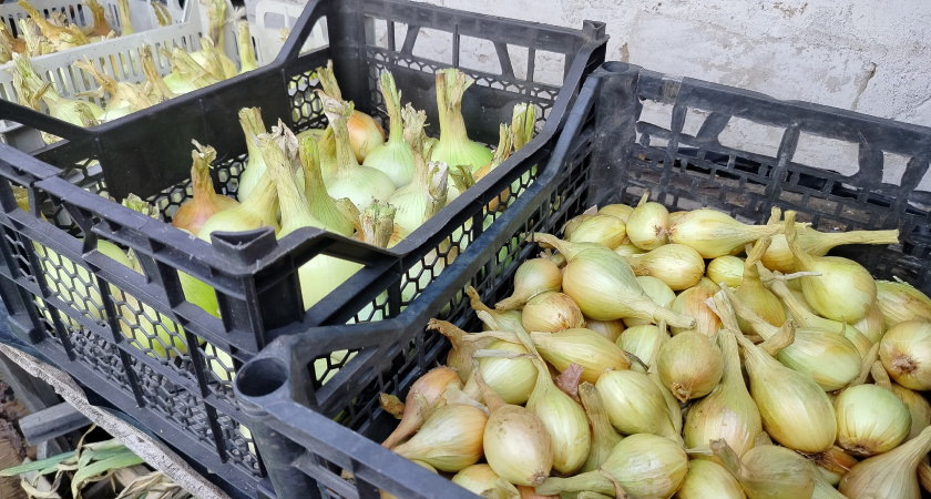 Дачники, первое правило посадки озимого лука: и еще 2 хитрости - чтобы каждая луковка весной взошла, не подмерзла 