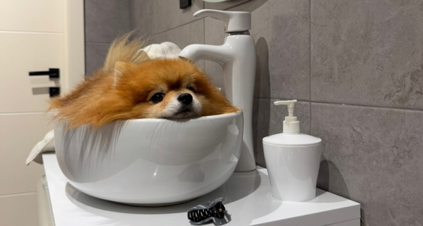 Ученые выяснили, как запах собаки влияет на здоровье владельца - вы очень удивитесь