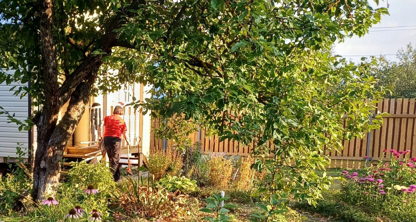 Обмазываю деревья этой «смесью» в октябре вместо побелки: мыши и зайцы всю зиму в сад даже кончик носа не показывают