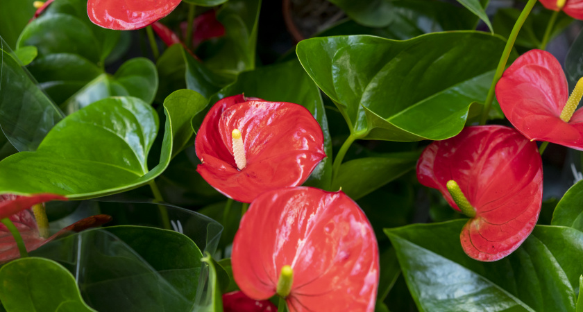 Для пышности антуриуму — непременно: 1 шприц в горшок — и "мужское счастье" расцветет ярче светофора