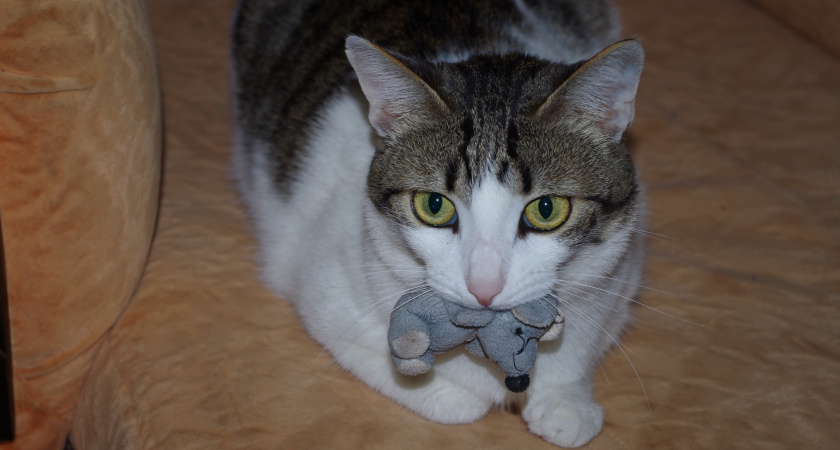 Зачем кошка приносит хозяину пойманную мышь: вовсе не ради похвалы - вот в чём тайный смысл "подарка"