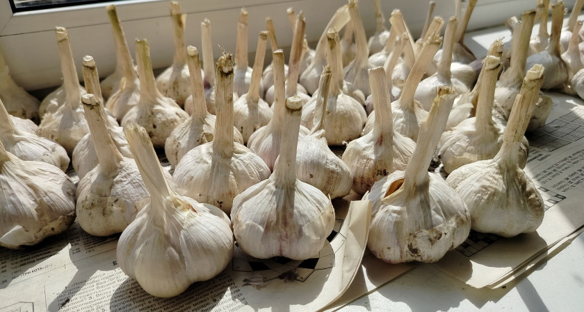 Сажаю чеснок бутылкой по совету бабушки из деревни - получается быстро, ровно и без боли в спине