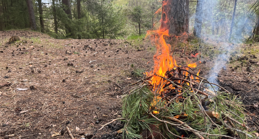 У нас мусор - у них на вес золота: зачем китайцы вывозят из российских лесов сосновые иголки