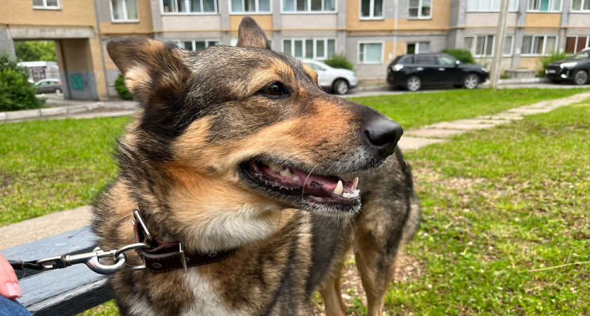 Спокойные, тихие и псиной не пахнут: названы лучшие породы собак для квартиры — модных мальтипу среди них нет