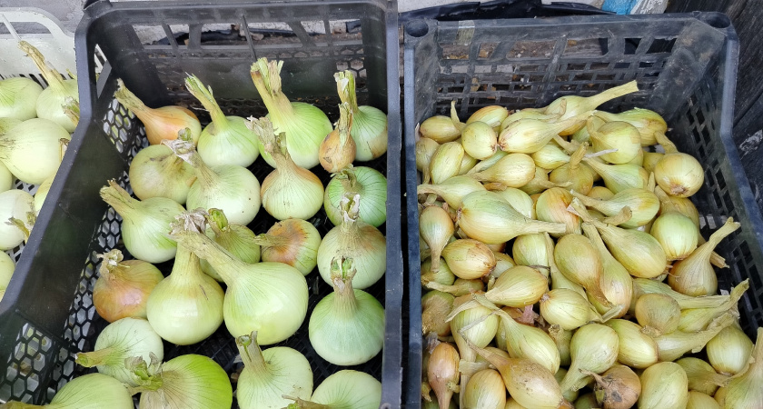 Сажаю озимый лук только в этот день по совету бабушки из деревни: не стрелкуется и не гниет, вырастает размером с кулак 