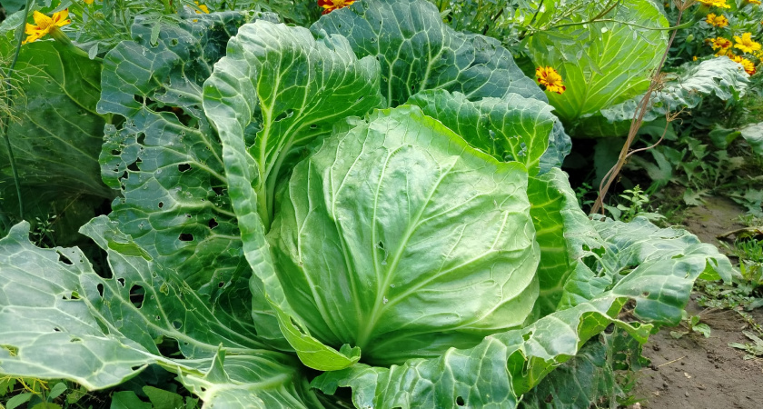 Первый закон хранения капусты - и еще 2 секрета: чтобы кочаны не сохли, не прели и не гнили до самой весны